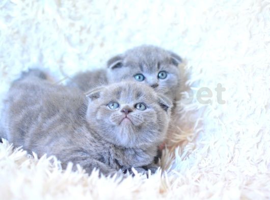 Muhteşem Top Kafa Gri Scottish Fold