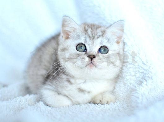 ++ Kalitede British Shorthair