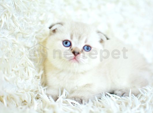 Yok Böyle Güzellikte Silver Point Scottish Fold