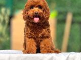 Tooy poodle cinsi yavrular DİŞİ erkek mevcuttur 