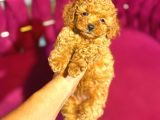 Mini boy puppy kıpkırmızı ev üretimi TOOY POODLE KIZIL RENKLİ 