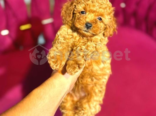 Mini Boy Puppy Kıpkırmızı Ev Üretimi Tooy Poodle Kızıl Renkli 