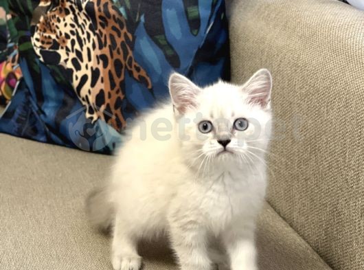 Hemen Teslim British Shorthair Silver Point Yavrum