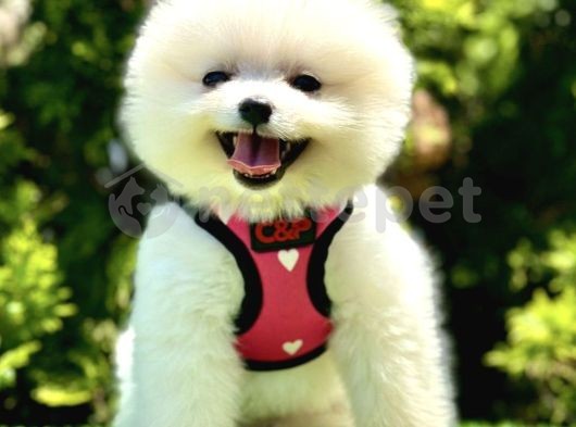 Orijinal Boo Face Pomeranian Yavrular