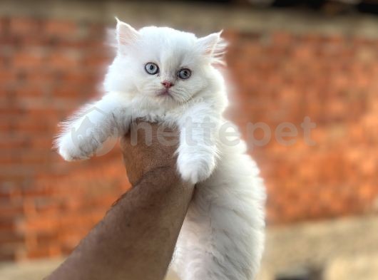 Mükemmel Kalitede British Longhair Yavrularım