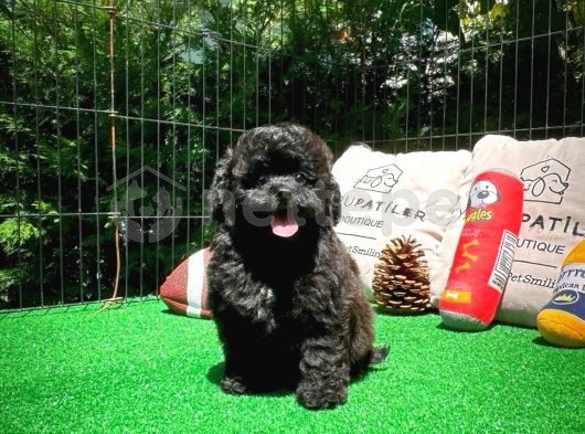 Nadir Ton Siyah Toy Poodle Yavrumuz