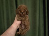 RED POODLE BEBEĞİMİZ A KALİTE DIŞI ERKEK