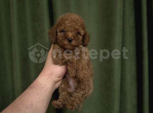 Red Poodle Bebeğimiz A Kalite Dışı Erkek