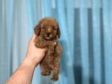 BEBEK SURATLI DIŞI POODLE YAVRUMUZ A KALİTE