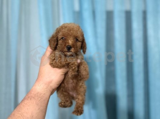 Bebek Suratlı Dışı Poodle Yavrumuz A Kalite