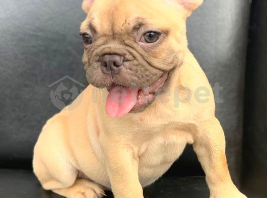 Süper Güzelli̇kte French Bulldog Blue Fawn Erkek Yavru