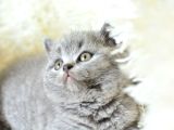 Muhteşem güzellikte gri british shorthair yavrumuz