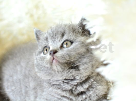 Muhteşem Güzellikte Gri British Shorthair Yavrumuz