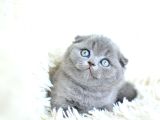 Muhteşem top kafa gri scottish fold yavrumuz