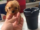 Mini boy puppy kıpkırmızı ev üretimi  TOOY POODLE 