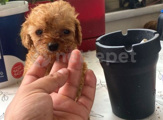 Mini Boy Puppy Kıpkırmızı Ev Üretimi  Tooy Poodle 