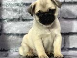 Pug Yavrularımız Sevgi Dolu Yeni Yuvalarını Arıyor