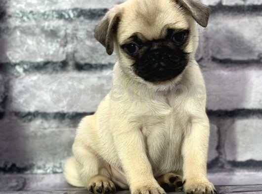 Pug Yavrularımız Sevgi Dolu Yeni Yuvalarını Arıyor