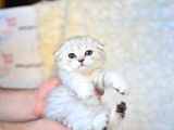 Pofuduk Silver Scottish Fold