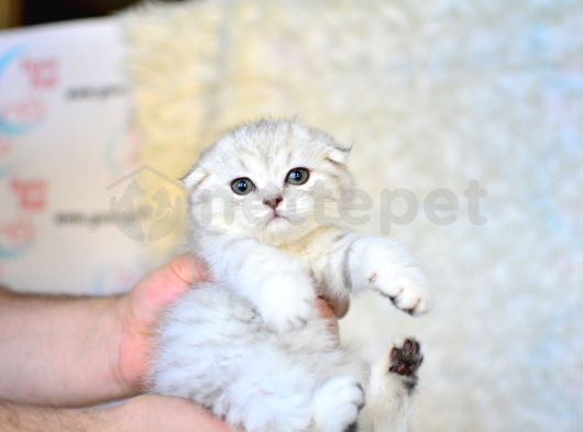 Pofuduk Silver Scottish Fold