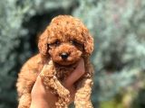 KG GARANTİLİ TOY POODLE BEBEKLER