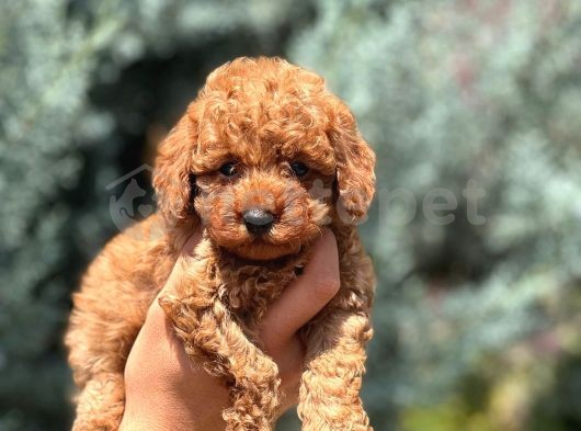 Kg Garantili Toy Poodle Bebekler