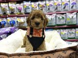 ırk ve sağlık garantili Toy Poodle yavrular