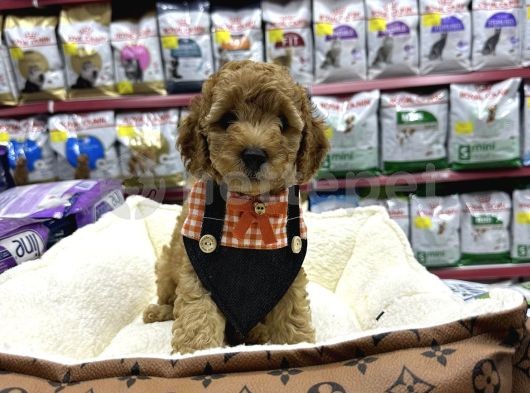 Irk Ve Sağlık Garantili Toy Poodle Yavrular