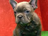 MUHTEŞEM GÜZELLİKTE FRENCH BULLDOG BLUE ERKEK