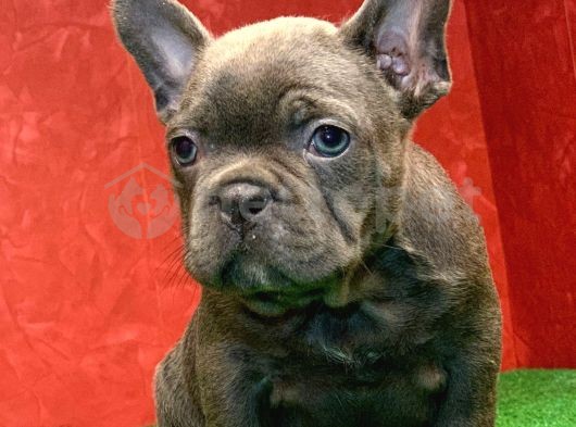 Muhteşem Güzellikte French Bulldog Blue Erkek