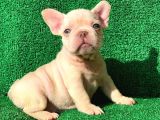 Muhteşem Güzelli̇kte French Bulldog Platinyum Dişi ve  Erkek Yavrularımız