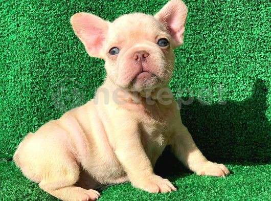 Muhteşem Güzelli̇kte French Bulldog Platinyum Dişi Ve  Erkek Yavrularımız