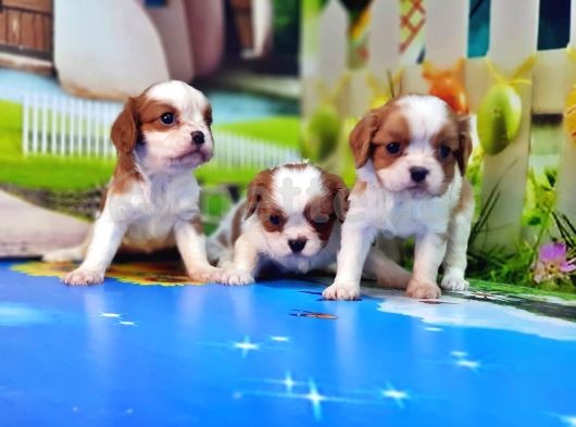 Cavalier King Charles Yavrusu 