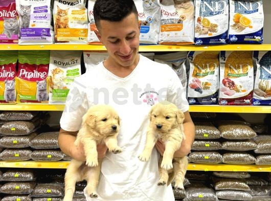 Golden Retriever Yavrularımız Evinize Neşe Katacaktır 