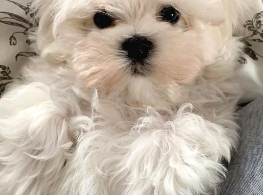 Maltese Terrier Yavrularımız Evinizin Neşesi Olacaktır