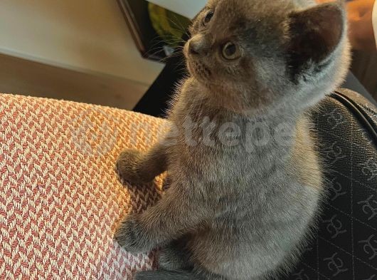 Safkan Yavru British Shorthair 