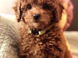 Toy Poodle Yavrularımız Evinizin Neşesi Olacaktır