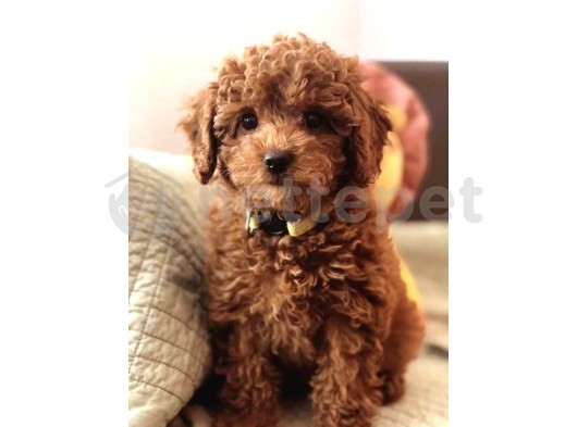 Toy Poodle Yavrularımız Evinizin Neşesi Olacaktır