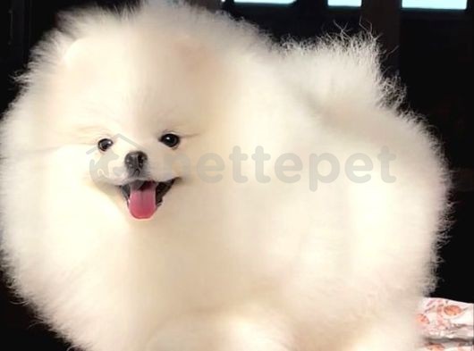 Pomeranian Boo Tedy Bear Yavrularımız Evinizin Neşesi Olacaktır 