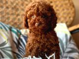 Red brown poodle 