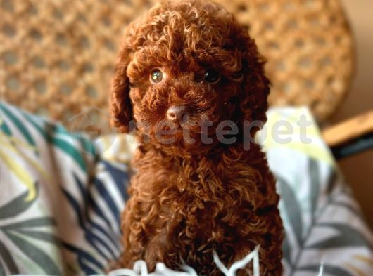 Red Brown Poodle 