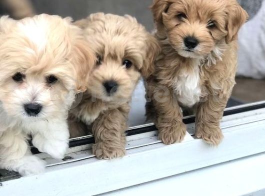 Maltipoo Yavrularımız Evinizin Neşesi Olacaktır