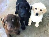 Labrador Retriever Bebeklerimiz Evinizin Neşesi Olacaktır