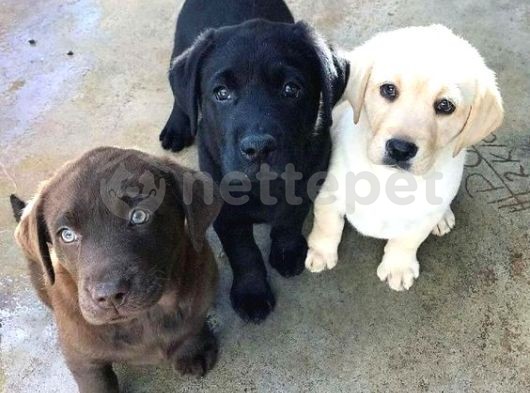 Labrador Retriever Bebeklerimiz Evinizin Neşesi Olacaktır