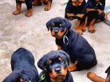 Rottweiler Yavrularımız Evinizin Neşesi Olacaktır