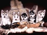 Husky - Sibirya Kurdu Yavrularımız Evinizin Neşesi Olacaktır