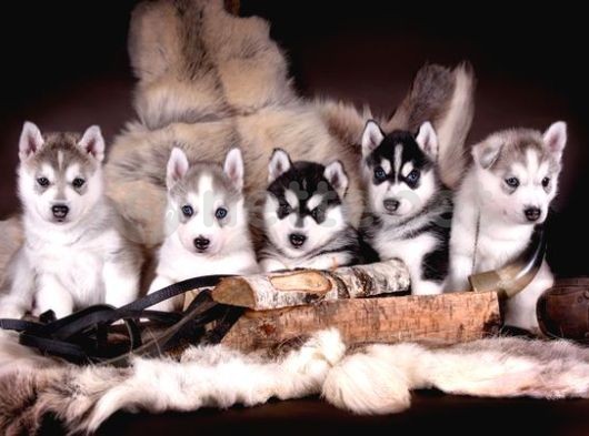 Husky - Sibirya Kurdu Yavrularımız Evinizin Neşesi Olacaktır