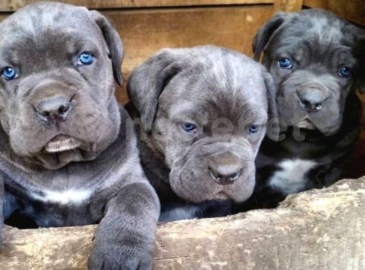 Cane Corso Bebeklerimiz Evinizin Neşesi Olacaktır