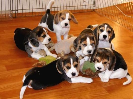 Beagle Bebeklerimiz Evinizin Neşesi Olacaktır 