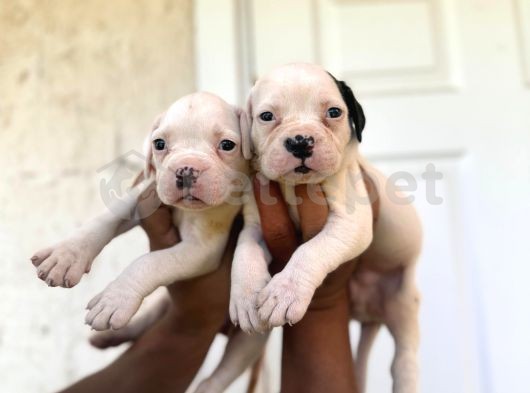 Güç Sevenlere American Bulldog Yavrularımız Son 2 Adet 